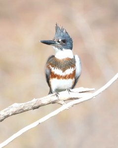 518 - BELTED KINGFISHER (12-12-2017) rio rico golf course, santa cruz co, az -01
