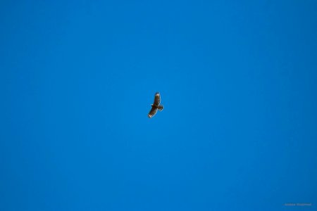 red-shouldered hawk
