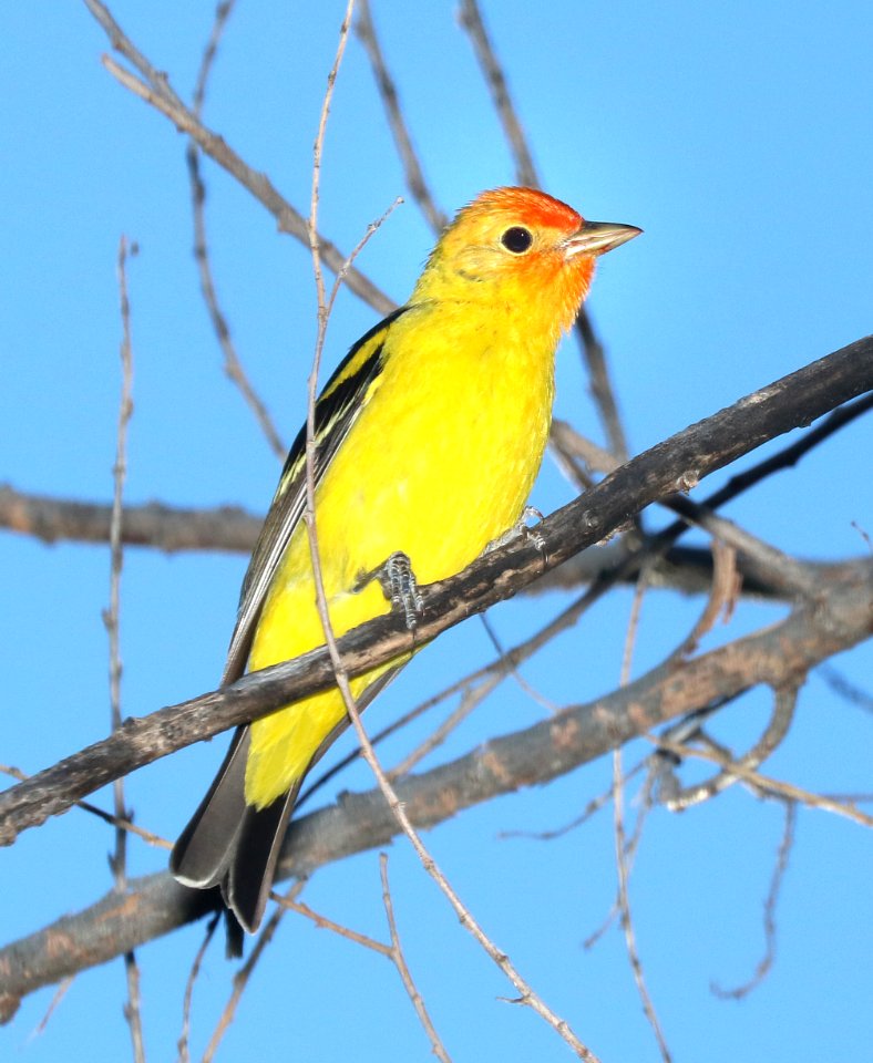 913 - WESTERN TANAGER (5-5-2016) patagonia lake, santa cruz co, az -01