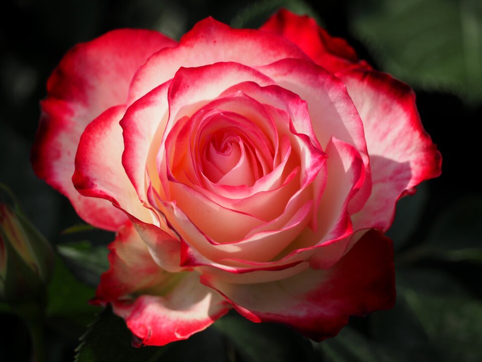 Rose red flowers park