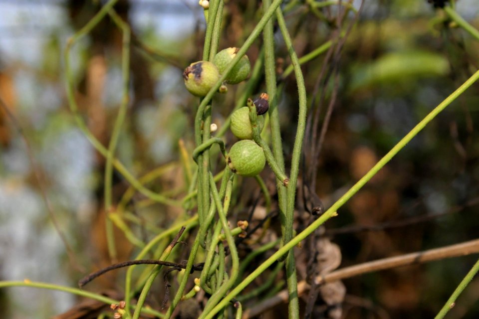 Cassytha filiformis 050120-5478