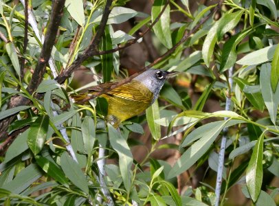 815 - MAC GILLIVRAY'S WARBLER (4-7-2017) los alamos canyon, Los Alamos, NM -01