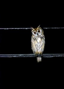 Striped owl photo