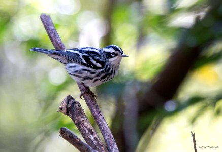 Black-and-white warbler
