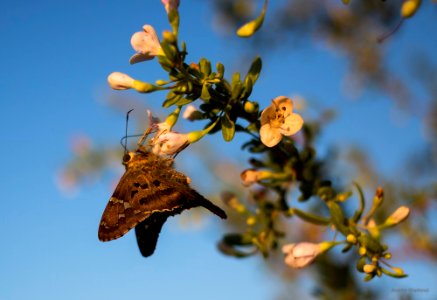 long-tailed skipper