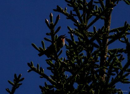 Bay-breasted Warbler