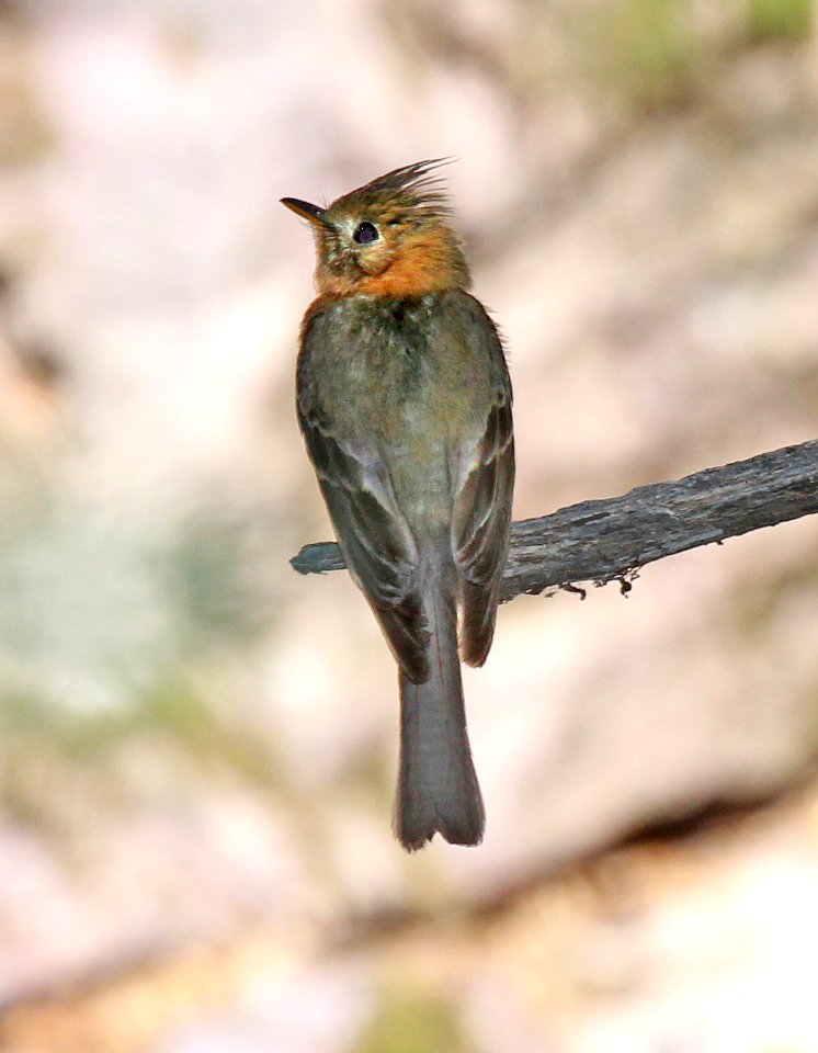 569 - TUFTED FLYCATCHER (6-18-2015) ramsey canyon, cochise co, az -01