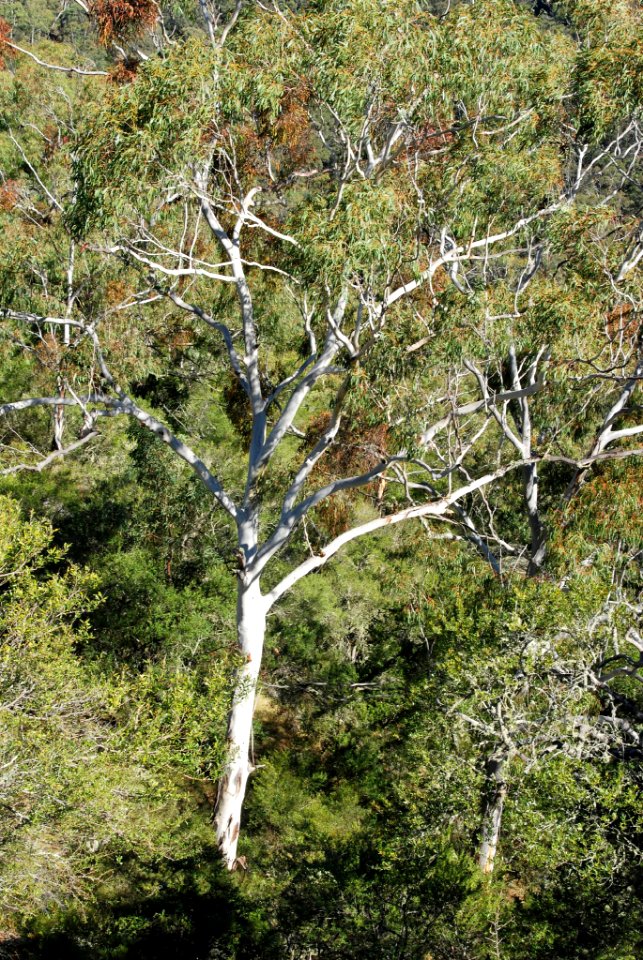 Eucalyptus viminalis with mistletoes 080503-6660