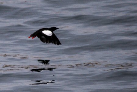 Black Guillemot