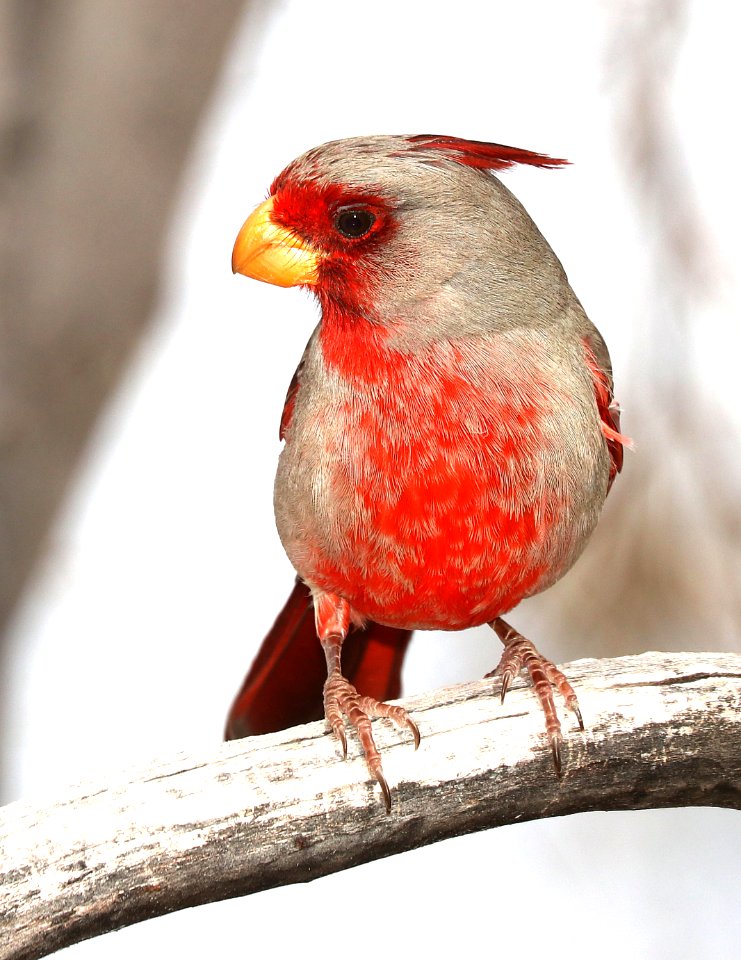 917 - PYRRHULOXIA (3-20-2010) hereford, cochise co, az -01 (2)
