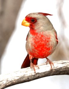 917 - PYRRHULOXIA (3-20-2010) hereford, cochise co, az -01 (2)