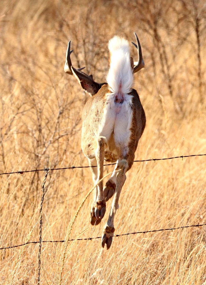 DEER, WHITE-TAILED (Odocoileus virginianus) (2-28-2018) 78 circulo montana, lake patagonia ranch estates, santa cruz co, az -03