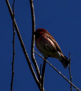 Purple Finch