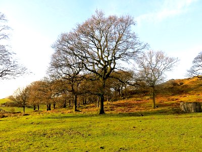 Healey Stones