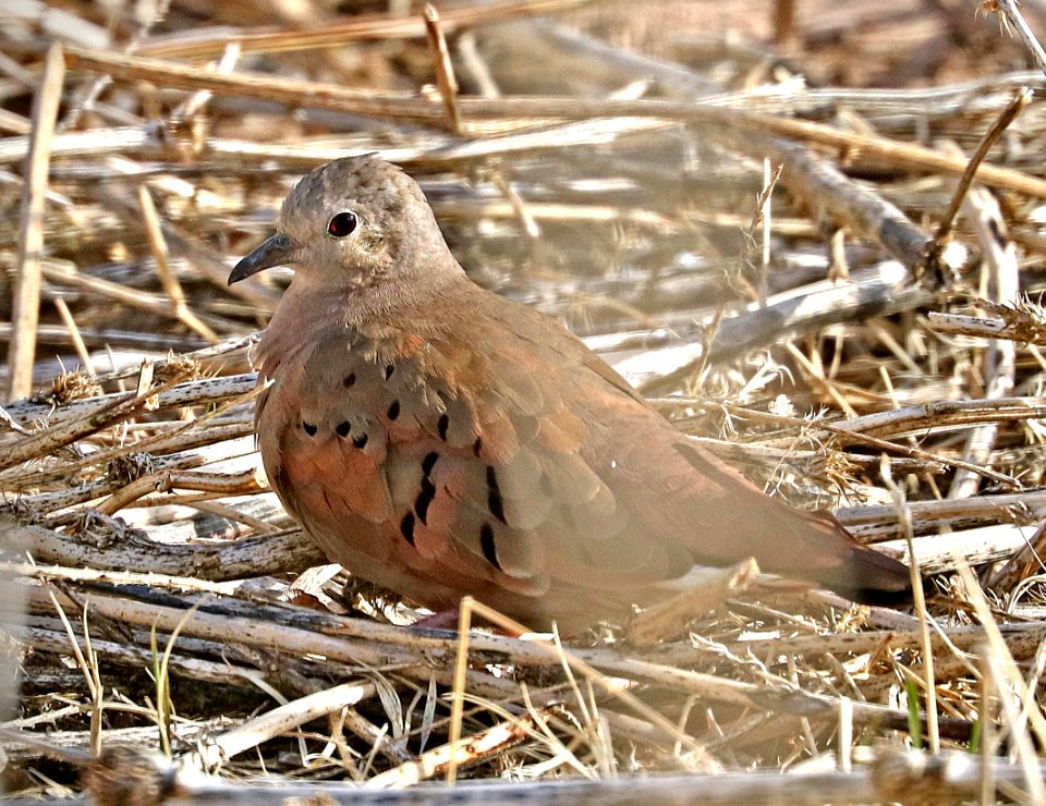 437 - RUDDY GROUND-DOVE (2-3-2017) de anza trail, rio rico, santa cruz co, az -03 male