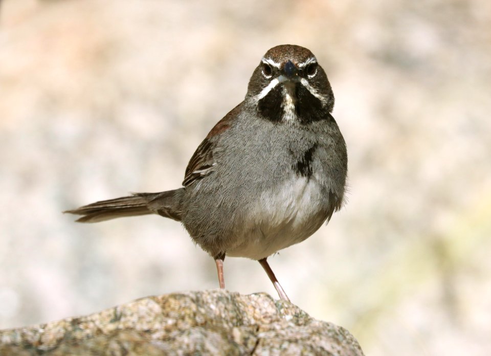 879 - FIVE-STRIPED SPARROW (5-24-2019) box canyon, santa rita mts, pima co, az -04