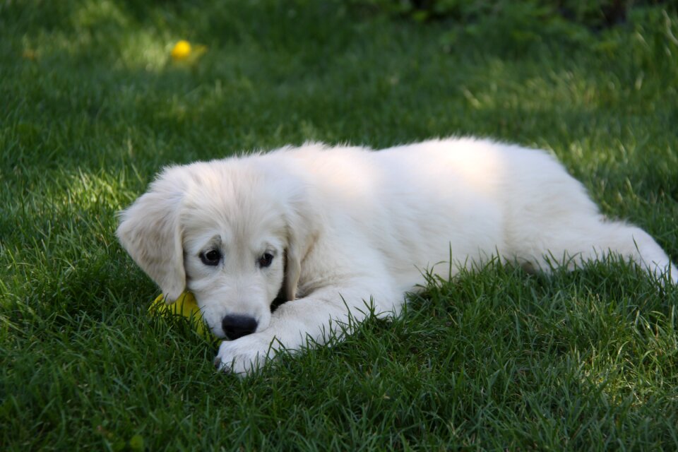 Each white retriever
