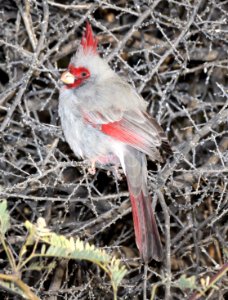 917 - PYRRHULOXIA (1-21-2018) patagonia lake, santa cruz co, az -01