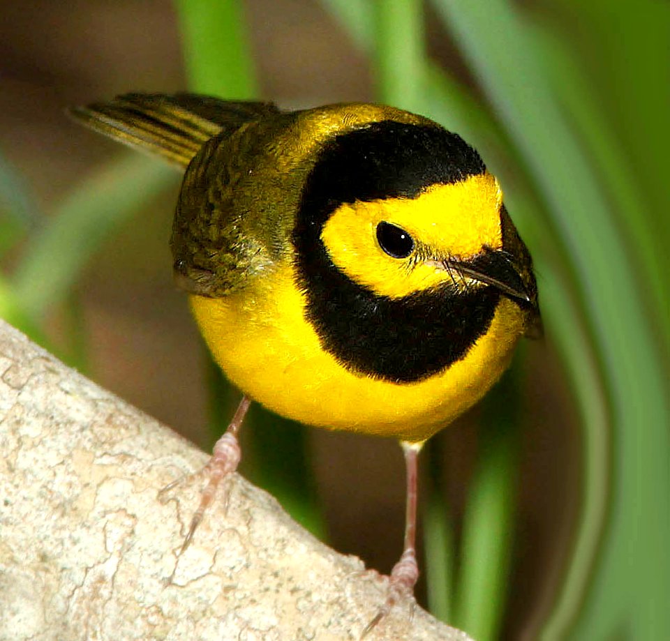 819 - HOODED WARBLER (4-19-12) convention center, south padre island, tx  (2)