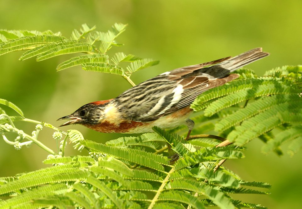 827 - BAY-BREASTED WARBLER (4-26-2019) convention center, south padre island, cameron co, tx -10