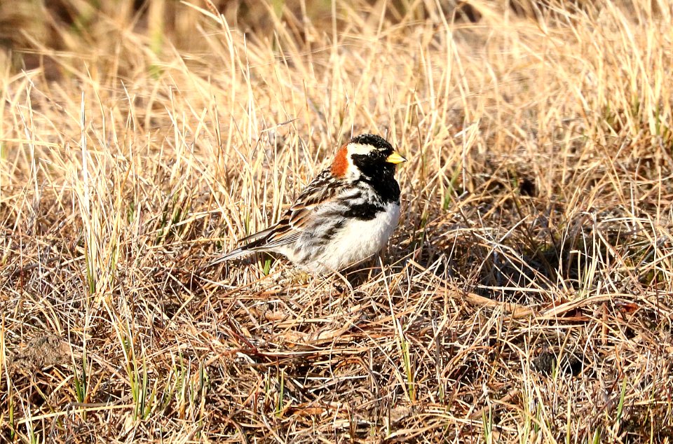 790 - LAPLAND LONGSPUR (6-16-2016) barrow, alaska -01
