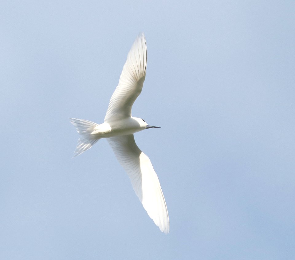 WHITE TERN (5-9-2018) hale koa hotel, honolulu, oahu co, hawaii -11