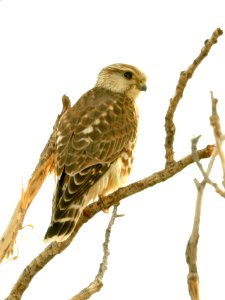 551 - MERLIN (12-5-2018) whitewater draw wildlife area, cochise co, az -01