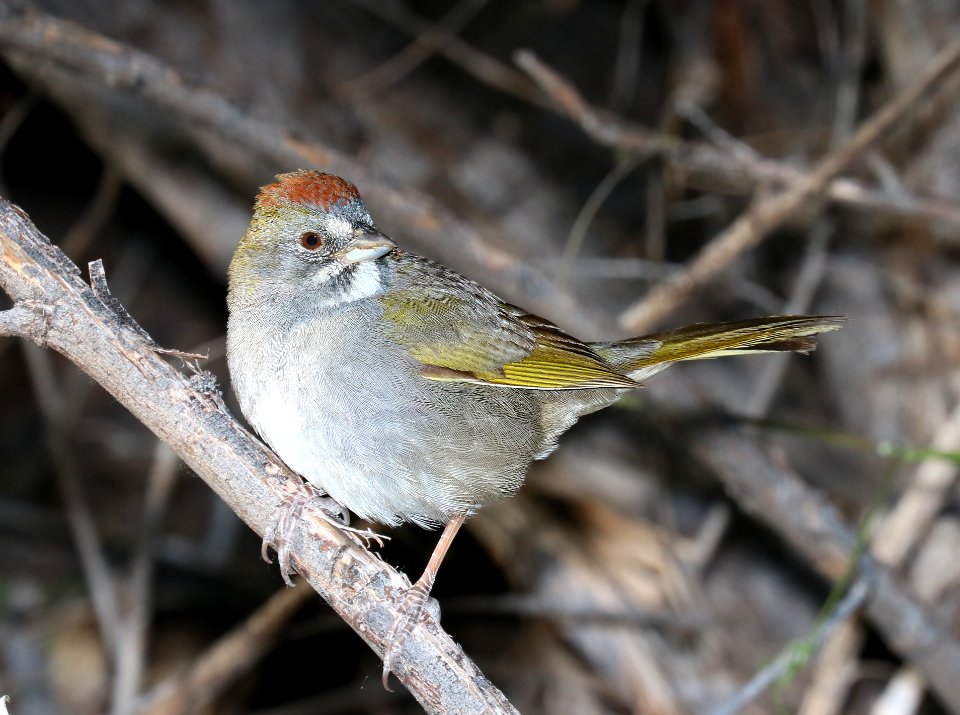859 - GREEN-TAILED TOWHEE (4-30-2016) patagonia lake, santa cruz co, az -01