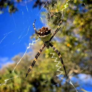 Silver Argiope