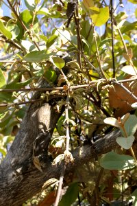 Scurrula parasitica 060111-4560
