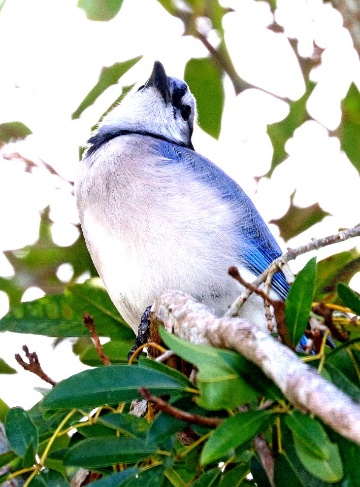 639 - BLUE JAY (1-7-2020) brewer park, south miami, miami-dade co, fl -03