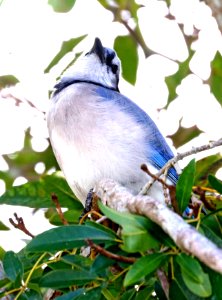 639 - BLUE JAY (1-7-2020) brewer park, south miami, miami-dade co, fl -03