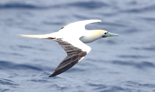 RED-FOOTED BOOBY (4-27-2018) holo-holo boat, coast and lehua island, out of port allen, kauai co, hawaii (1)