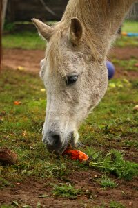 Carrot carrots eat