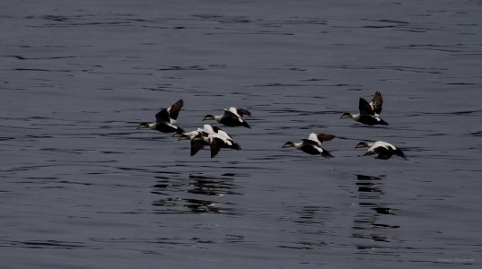 Common Eider