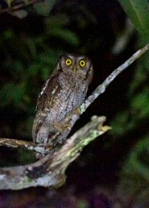 Tropical screech-owl