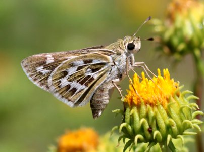 SKIPPER, UNCAS (Hesperia uncas) (7-22-2016) 7000ft, cibola co, nm (19)