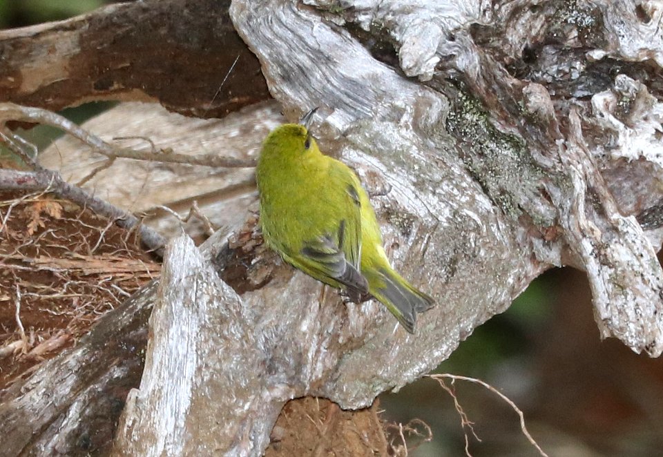 HAWAII AMAKIHI (5-3-2018) hosmer grove, haleakala nat park, maui co, hawaii -01