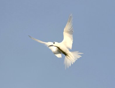 WHITE TERN (5-9-2018) hale koa hotel, honolulu, oahu co, hawaii -04