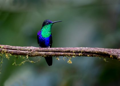 Crowned woodnymph photo