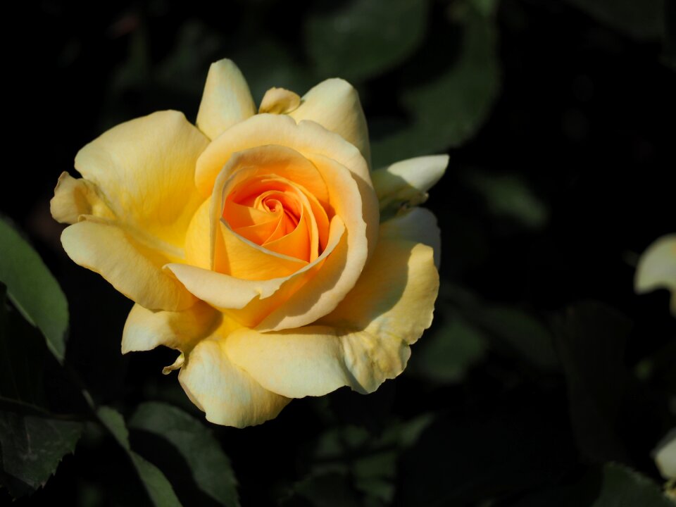 Yellow yellow flowers rose garden