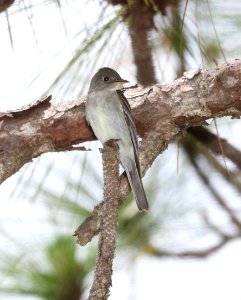 573 - EASTERN WOOD-PEWEE (6-6-2017) croatan nat forest, carteret co, nc -03