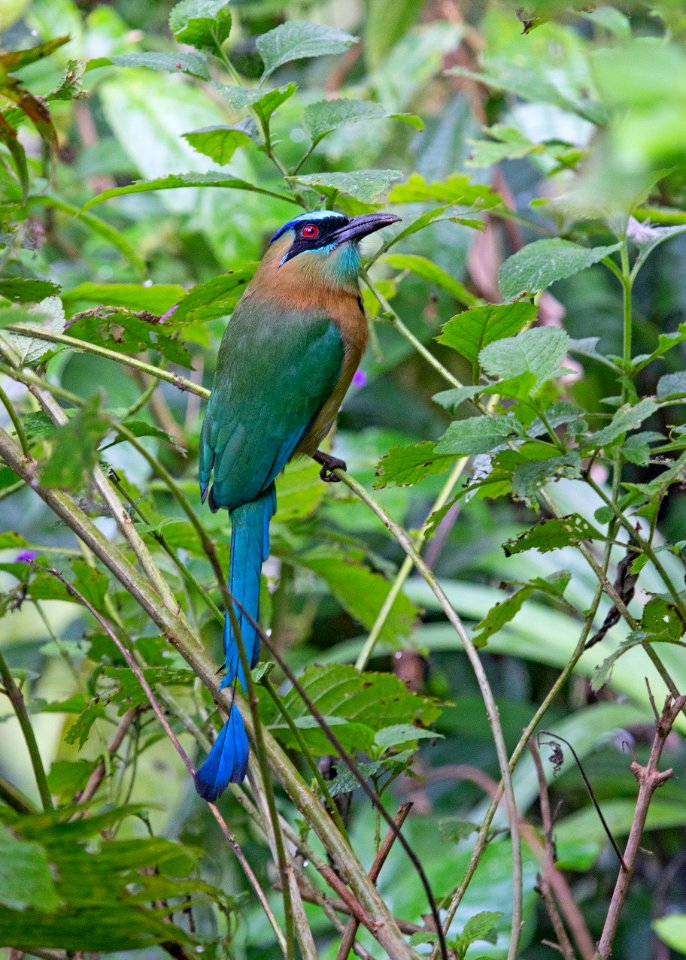 Lesson's motmot