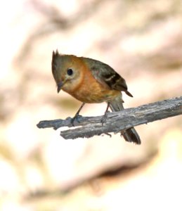 569 - TUFTED FLYCATCHER (6-18-2015) ramsey canyon, cochise co, az -04