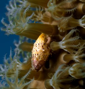 CrabOnPolyps-0211