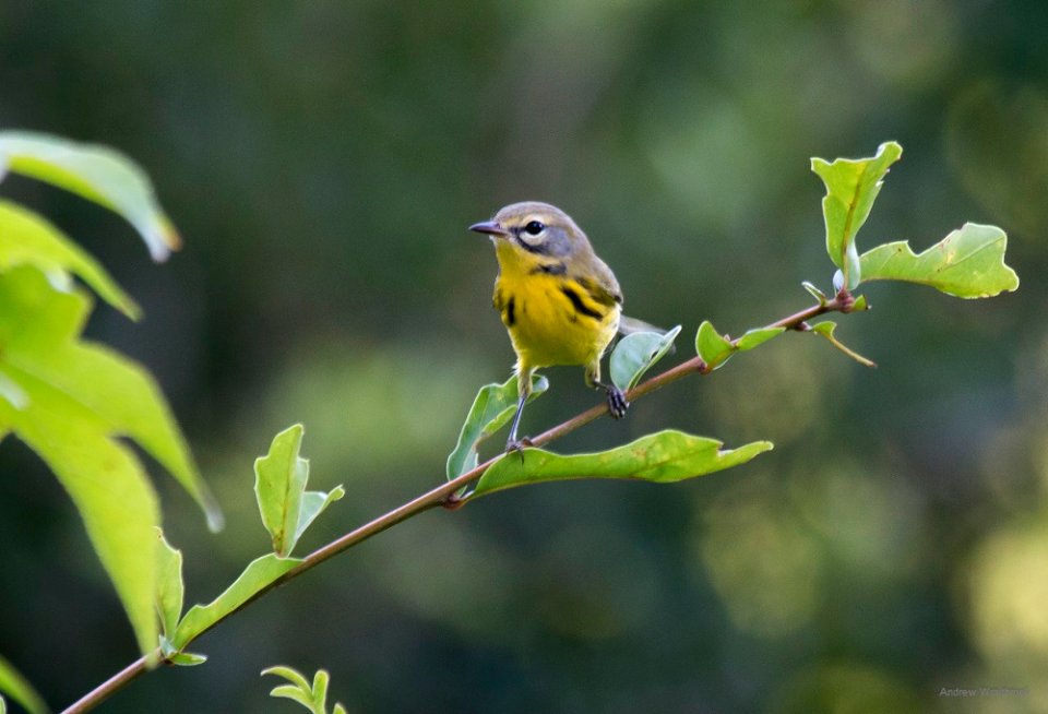 prairie warbler photo