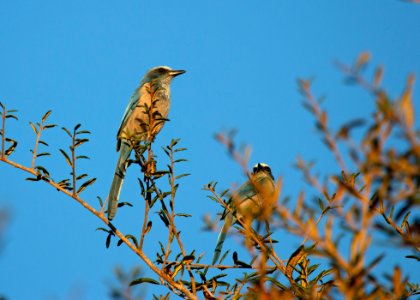 Florida scrub-jay photo