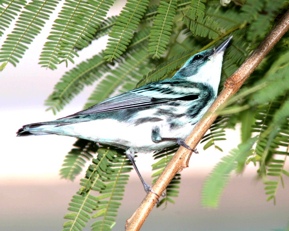 823 - CERULEAN WARBLER (4-19-12) convention center, south padre island, tx (3)