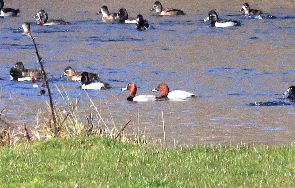 042 - COMMON POCHARD (12-29-2016) redwood creek, orick, humboldt co, ca -16