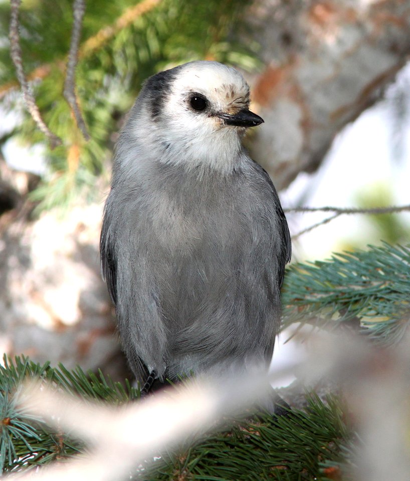 634 - CANADA JAY (8-24-12) dunton meadow, near lizard head, dolores co, co  (6)